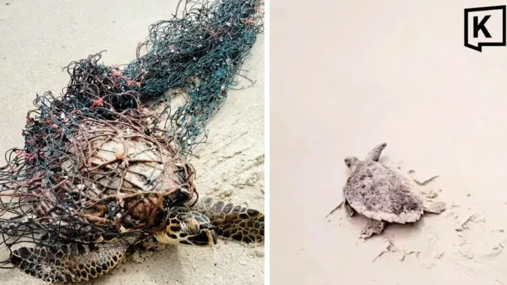 Man Praised for Freeing Sea Turtle From Fishing Net