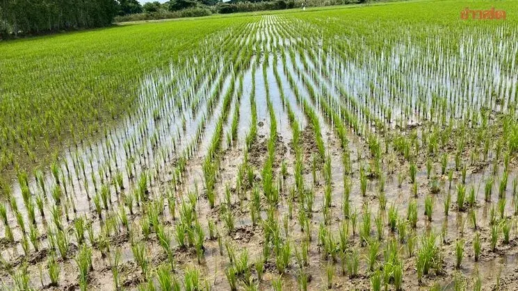 Agricultural Economics Bureau Recommends Fertilizer Use Based on Soil Analysis for Wet Season Rice to Cut Costs and Boost Profits While Supporting Low-Carbon Agriculture