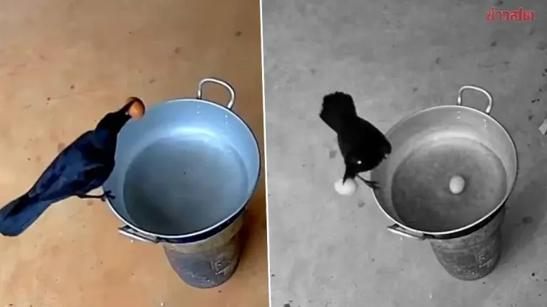 No Staff or Students Confess—Frustrated Teacher Sets Up Camera to Catch Boiled Egg Thief, Shocked by Crystal Clear Footage of Culprit
