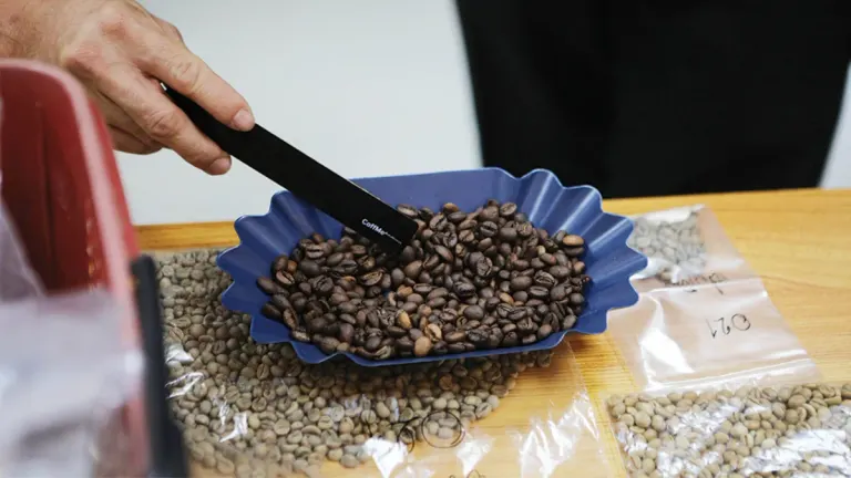 Diverse Agriculture – Developing Quality Robusta Coffee Seeds in Loei Province to Meet Premium Market Demand