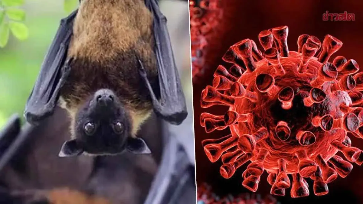 Confirmed: New Coronavirus Strain Found in Thai Bats, No Human Cases Detected