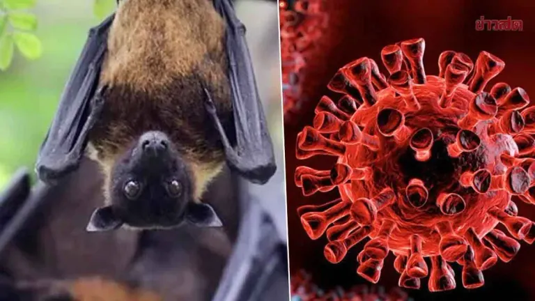 Confirmed: New Coronavirus Strain Found in Thai Bats, No Human Cases Detected