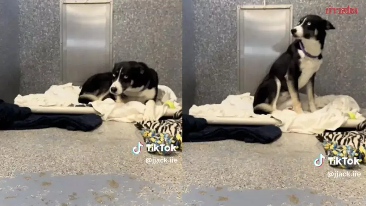 Dog Waits for Owner at Shelter for Over 170 Days, Staring at the Door Every Day in Hope of Reunion