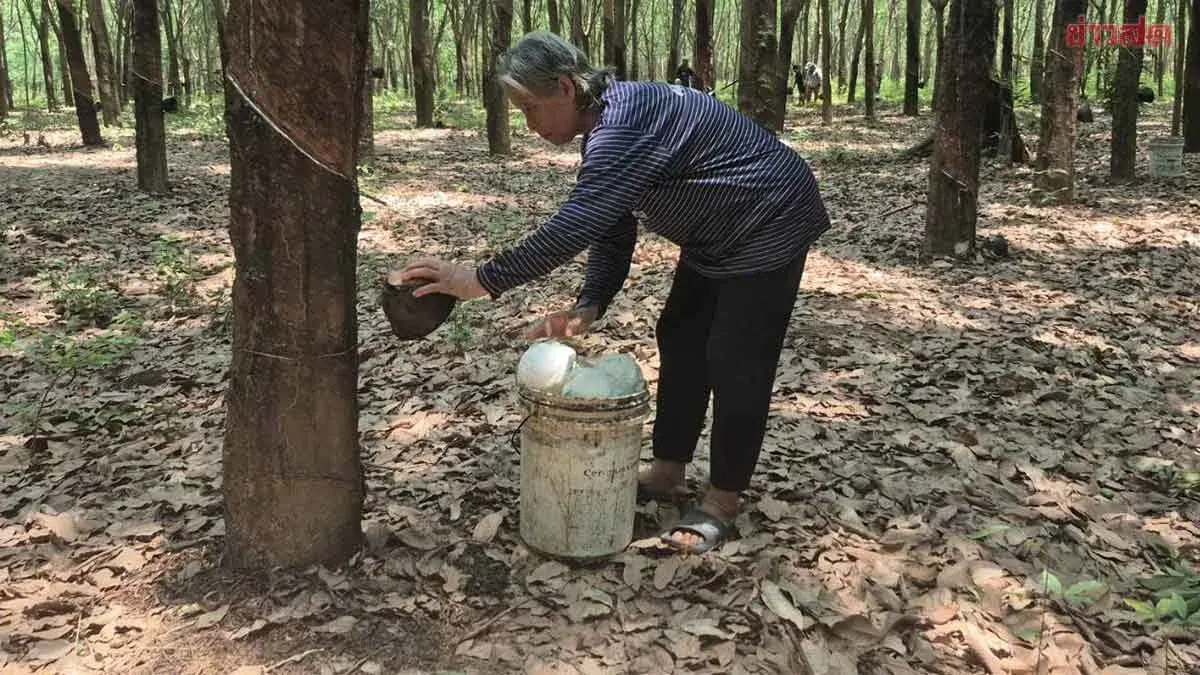 Border-Area Rubber Farmers Change Work Schedule, Fear Cambodian Soldiers' Gunfire and Abductions—Demand Increased Security Measures