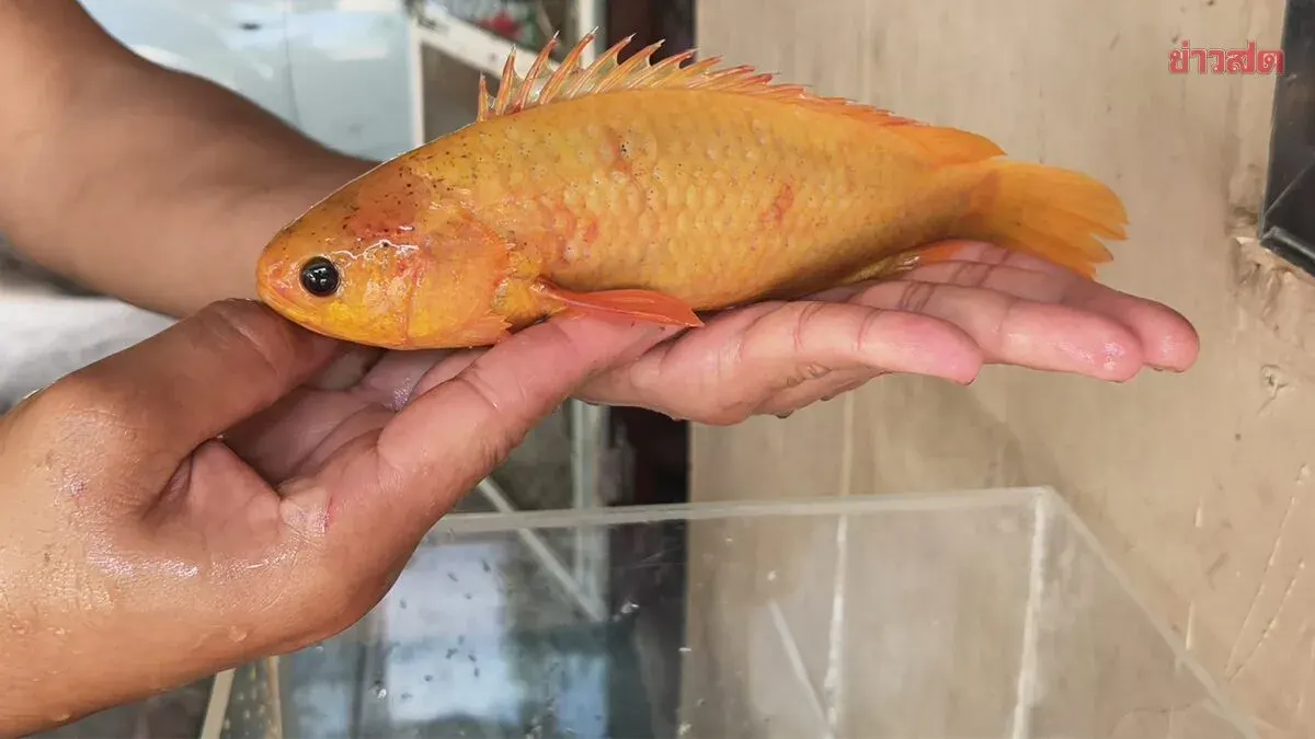 Buzz in Phayao as Young Man Catches Shimmering Golden Snakehead Fish Believed to Bring Good Fortune