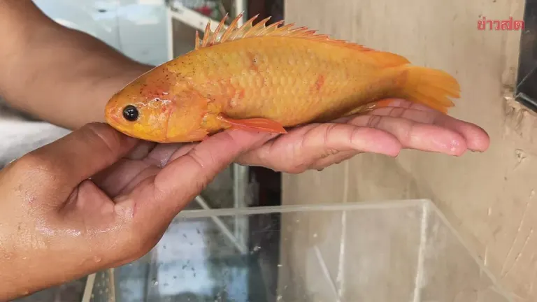 Buzz in Phayao as Young Man Catches Shimmering Golden Snakehead Fish Believed to Bring Good Fortune