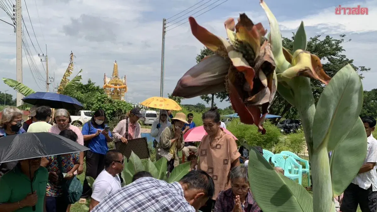 Lucky Banana Plant Draws Crowds Seeking Lottery Fortunes