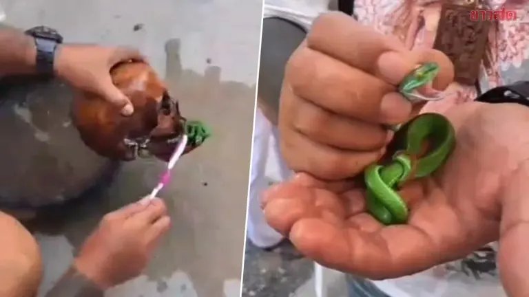 Shock During Merit-Making Ceremony as Green Snake Emerges from Skull; Devotees Rush to Play Lucky Numbers