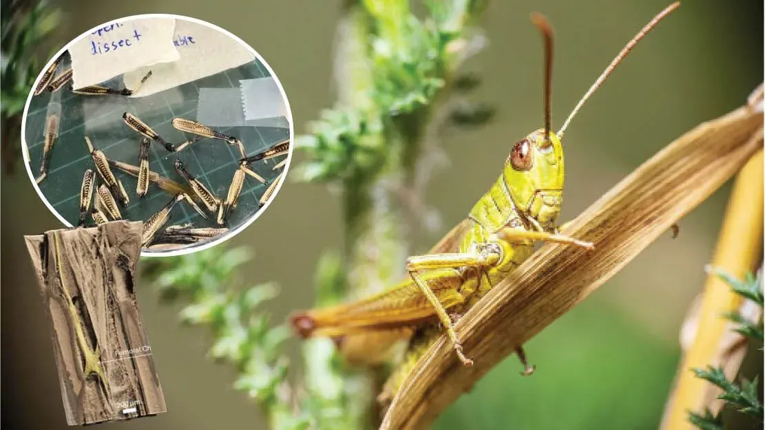 Diverse Discoveries – Thailand's 'Synchrotron' Unlocks the Secrets of Scorpion Legs