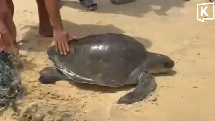 Sea Turtle Freed From Fishing Net on Karon Beach