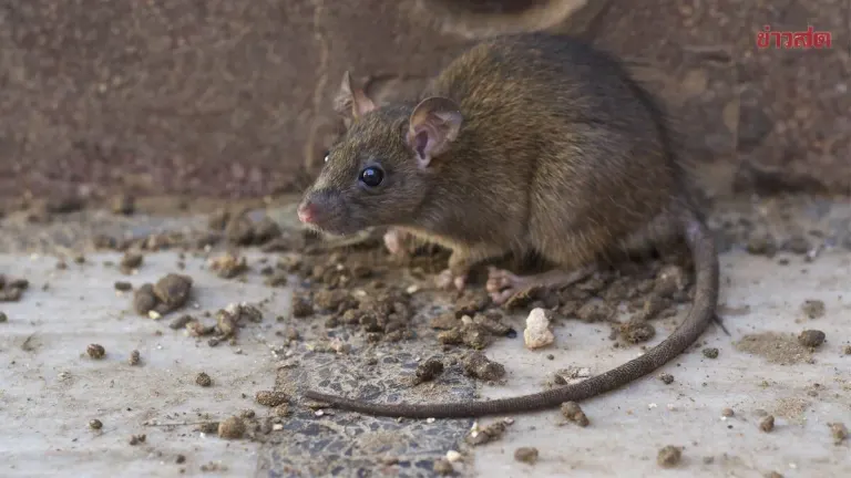 Experts Share Natural Rat-Control Recipe Using Common Kitchen Items
