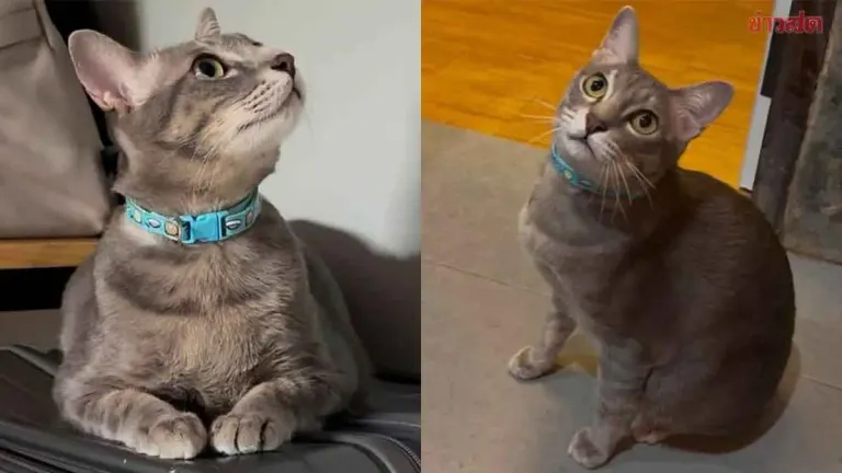 Chiang Mai Cat Owner Offers 50,000 Baht Reward for Lost Gray Cat
