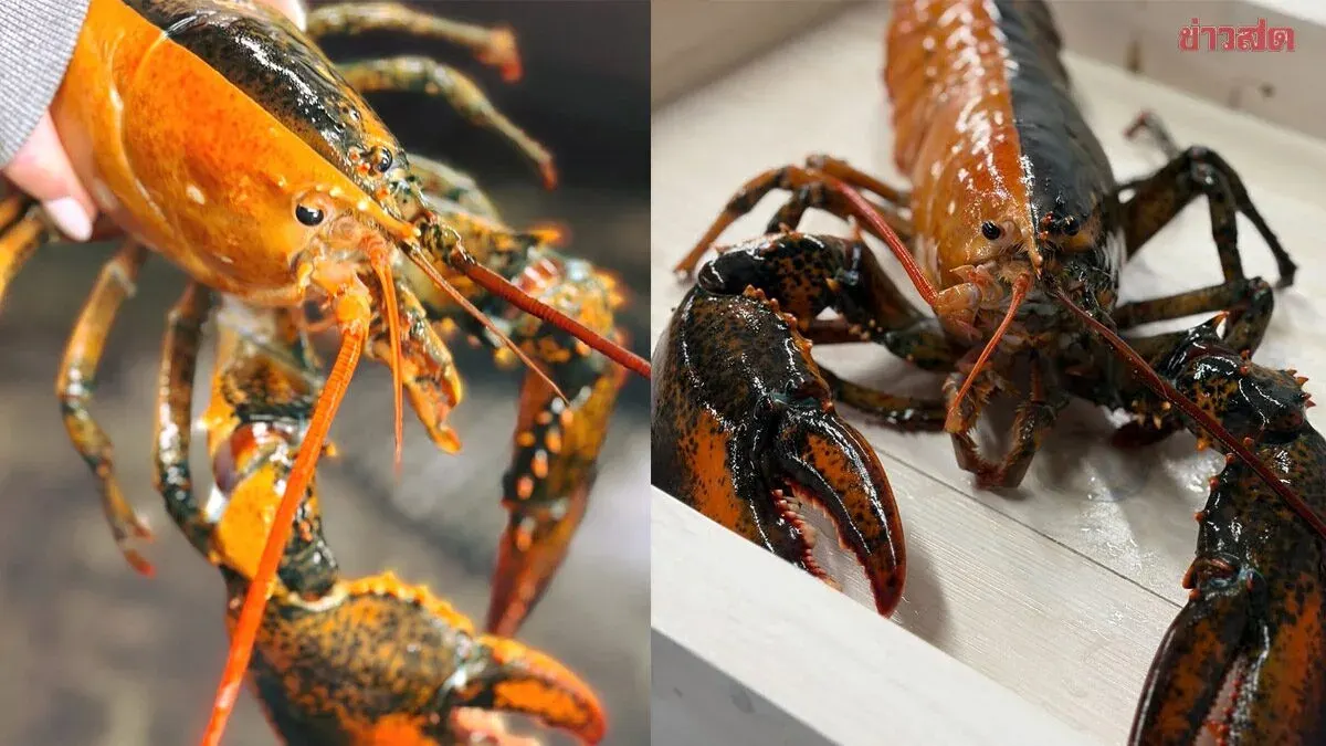Sensation! Extraordinarily Rare Two-Toned Lobster, 1 in 50 Million Odds, Found Off Cape Cod, Massachusetts