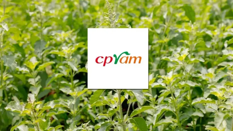 CPRAM Clarifies Basil Registration Only Covers New Varieties