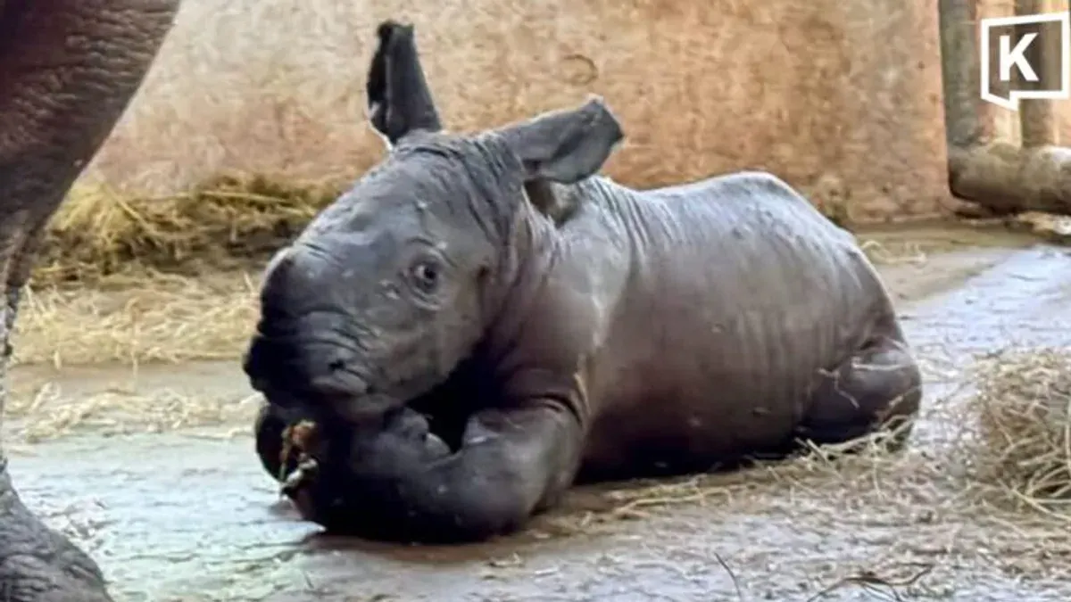 Khao Kheow Zoo Welcomes White Rhino Calf on World Rhino Day