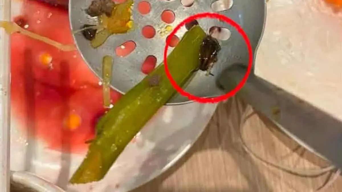 Chiang Mai Hotpot Diner Finds Cockroach in Broth