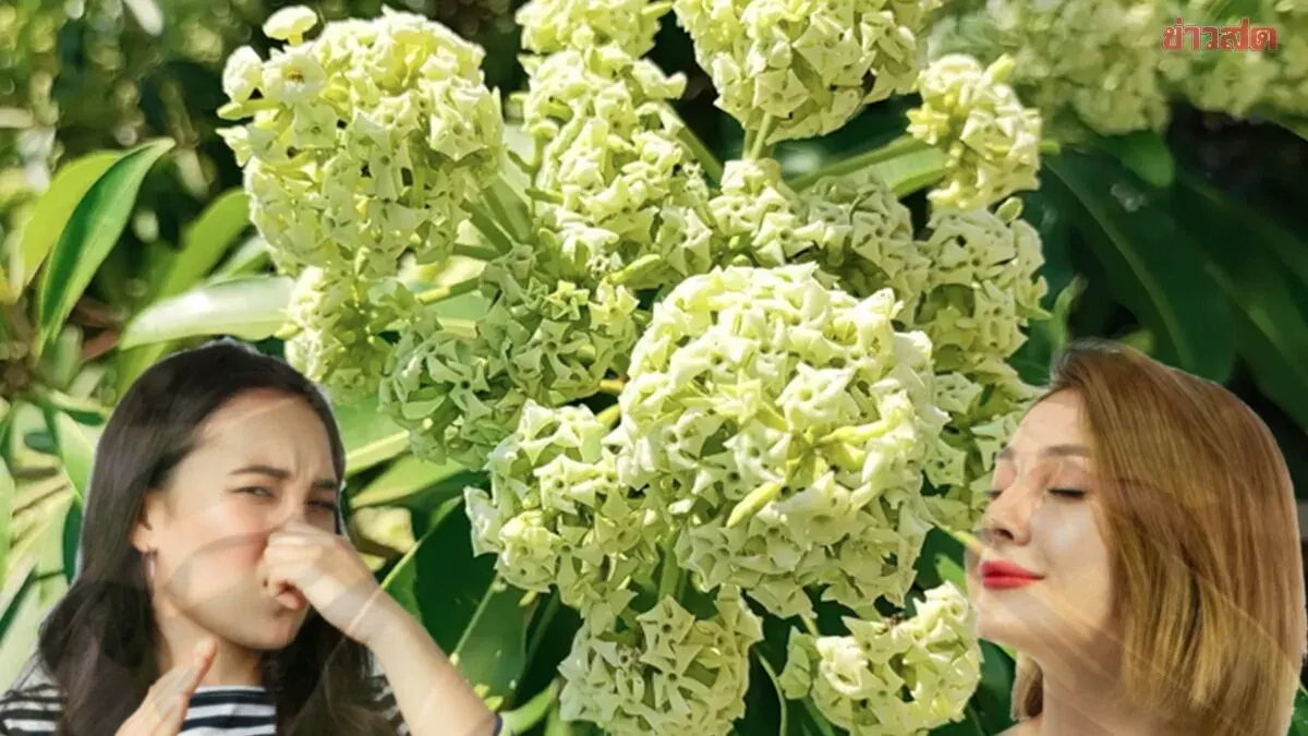 Duck Foot Flower Scent Divides Opinions; Tree Has Medicinal Uses