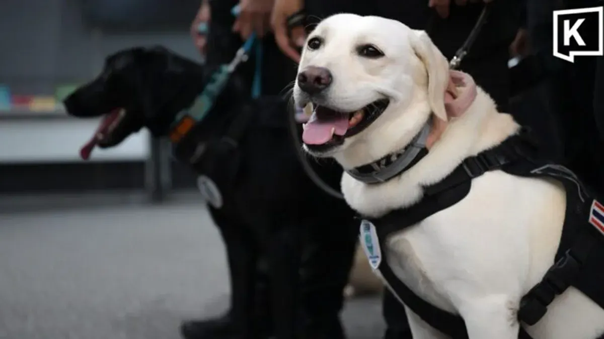 Thailand's Royal Rescue Dogs Train for International Certification