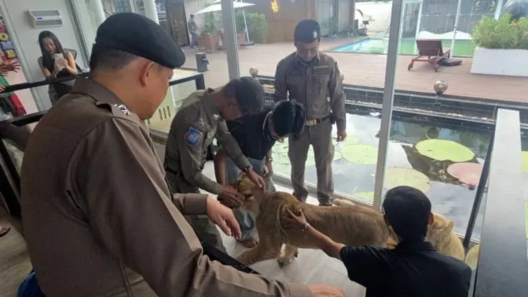 Police Probe Phuket Lion Café After Tourist Bite