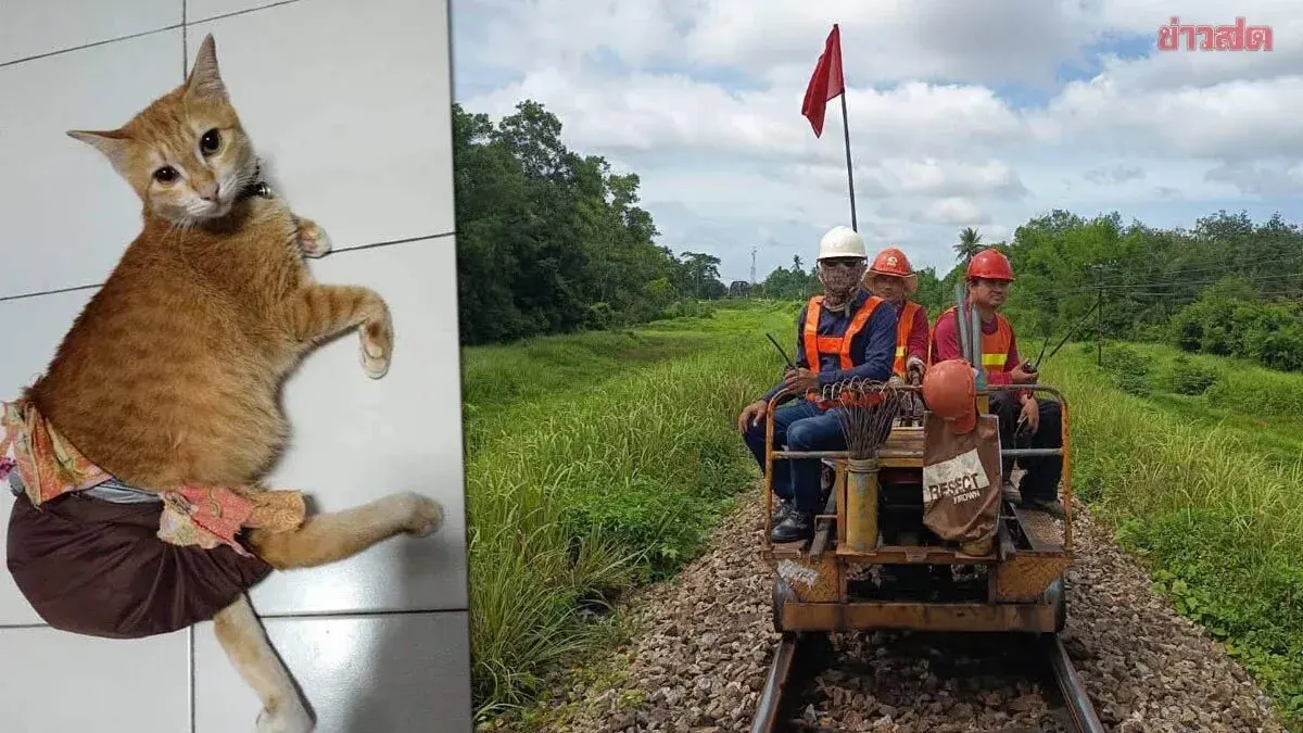 Thai Railways Launches Search For Disabled Cat Missing Eight Days