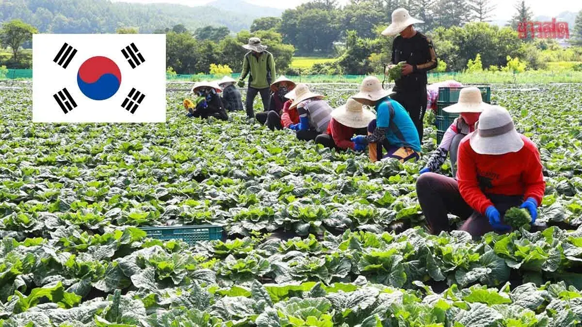 South Korea Blacklists Four Thai Provinces, Bans Agricultural and Fishing Labor Imports Throughout 2025
