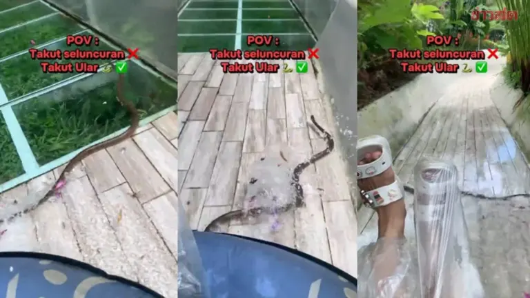 Indonesian Woman's Water Slide Fright: She Races a Giant Snake Down the Same Slide, Screaming Uncontrollably