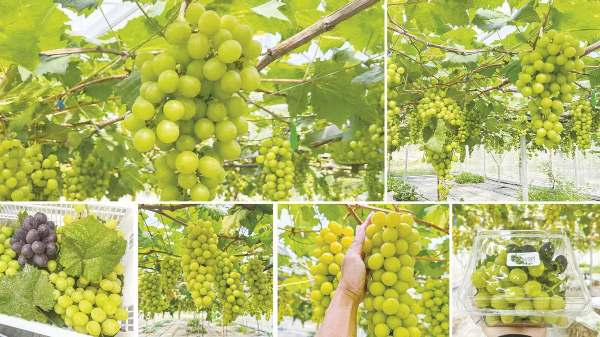Diverse Local Technologies – Muscat Grapes Cultivated in Thailand with Japanese Quality at Thai Prices