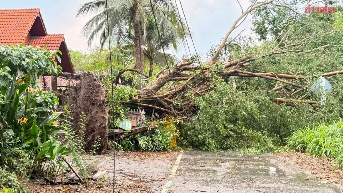 Phetchabun Battered by Severe Storms for Second Consecutive Day, High Winds Topple Trees and Power Poles, Power Outages Affect Half the City