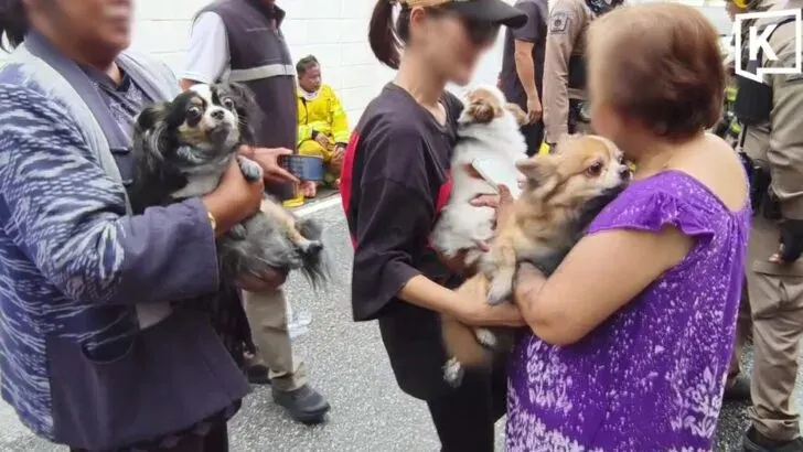Three Dogs Rescued From E-Bike House Fire