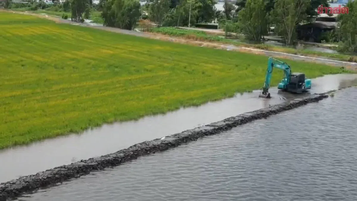 Farmer Battles Flood to Save 50 Rai Rice Field