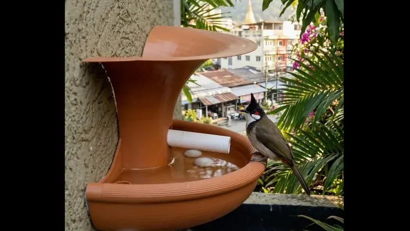 Your Air Conditioner Could Save a Bird’s Life