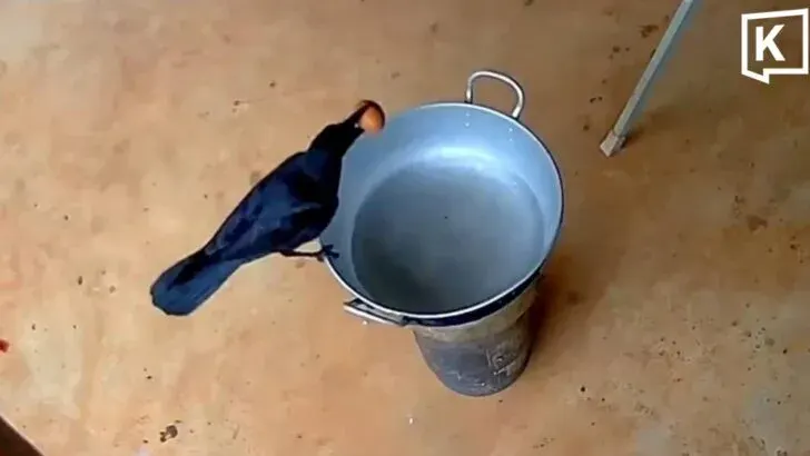 Teacher catches crow stealing boiled eggs on camera
