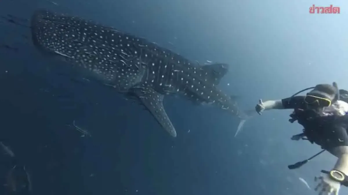 Whale Sharks Spotted Simultaneously At Two Ko Tao Dive Sites