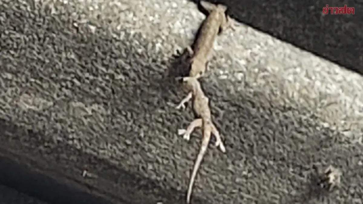 Heart-Stopping Moment: One Gecko Uses Its Mouth to Save Another From Falling, But Loses Grip