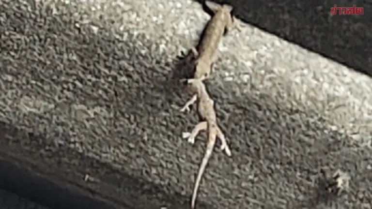 Heart-Stopping Moment: One Gecko Uses Its Mouth to Save Another From Falling, But Loses Grip