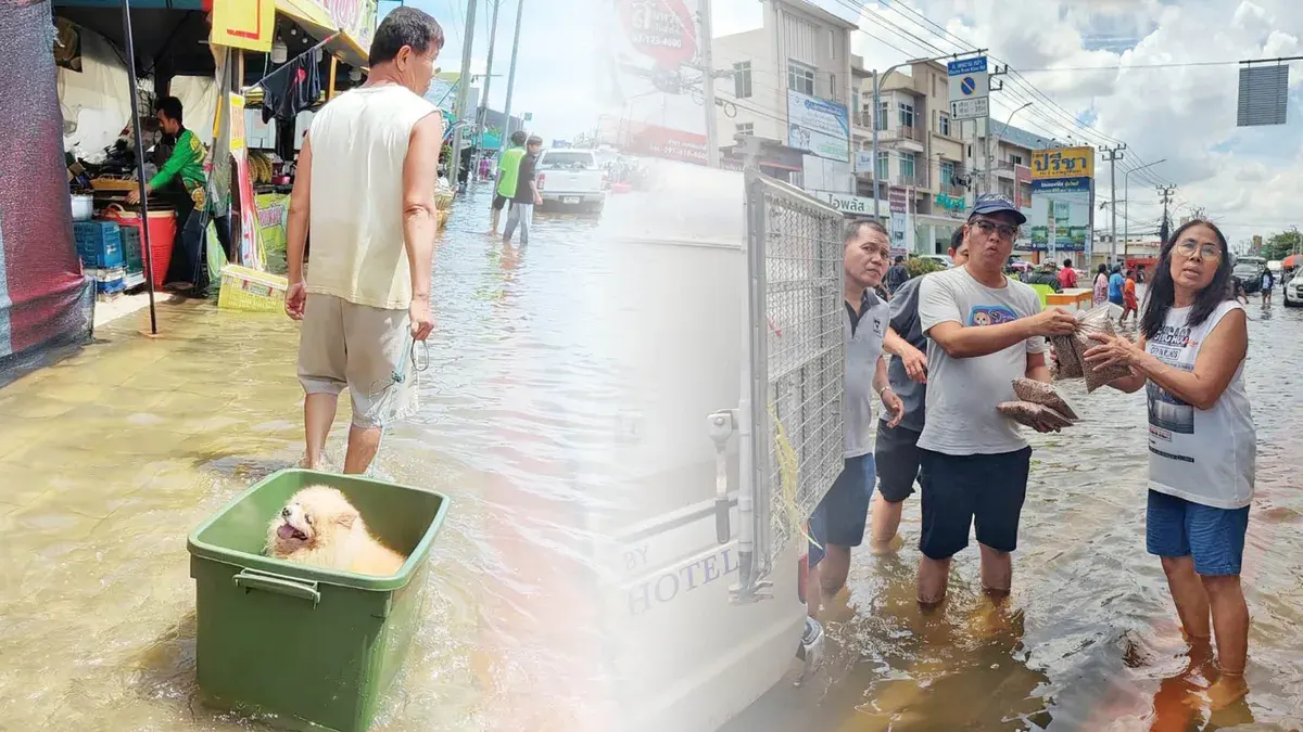TSPCA Distributes Pet Food to Flood-Hit Bangkok Animals