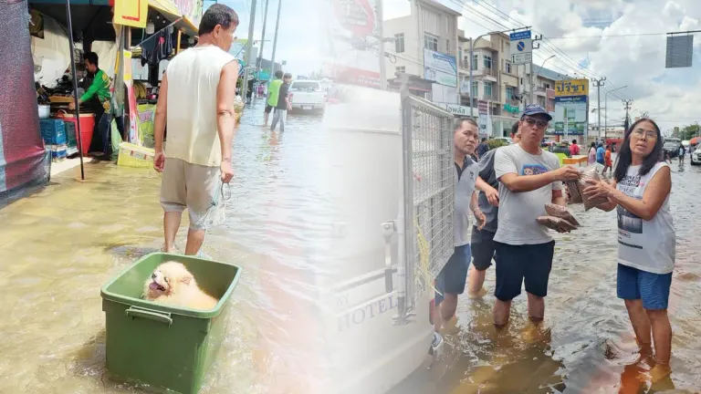TSPCA Distributes Pet Food to Flood-Hit Bangkok Animals