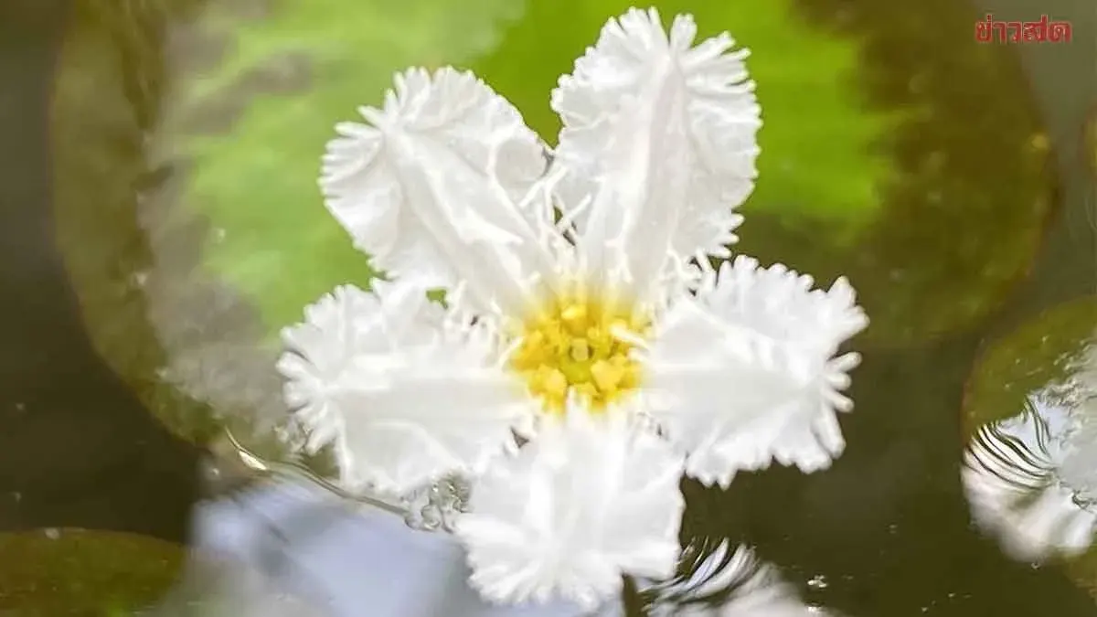 Kasetsart University Identifies Five New Aquatic Plant Species