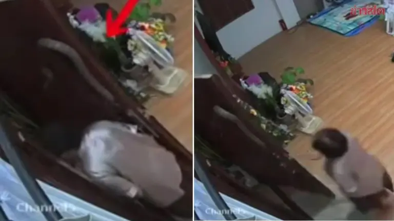 Elderly Woman Nearly Shocked by Snake Crawling on Doorway—Opened Door Without Noticing, Creature Just Inches Away