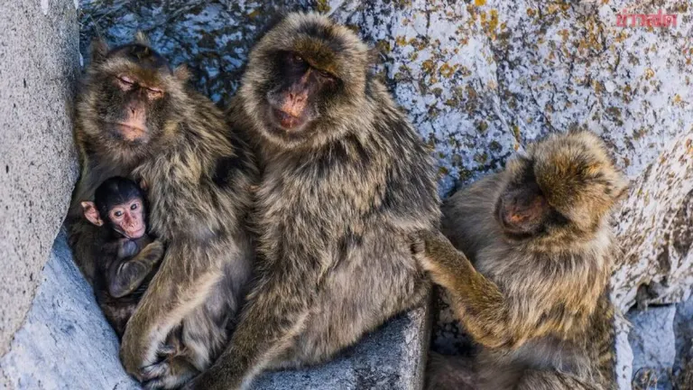 Shocking Discovery: Gibraltar's Monkeys Eating Junk Food from Tourists, Now Resorting to Eating Dirt to Relieve Stomach Pain