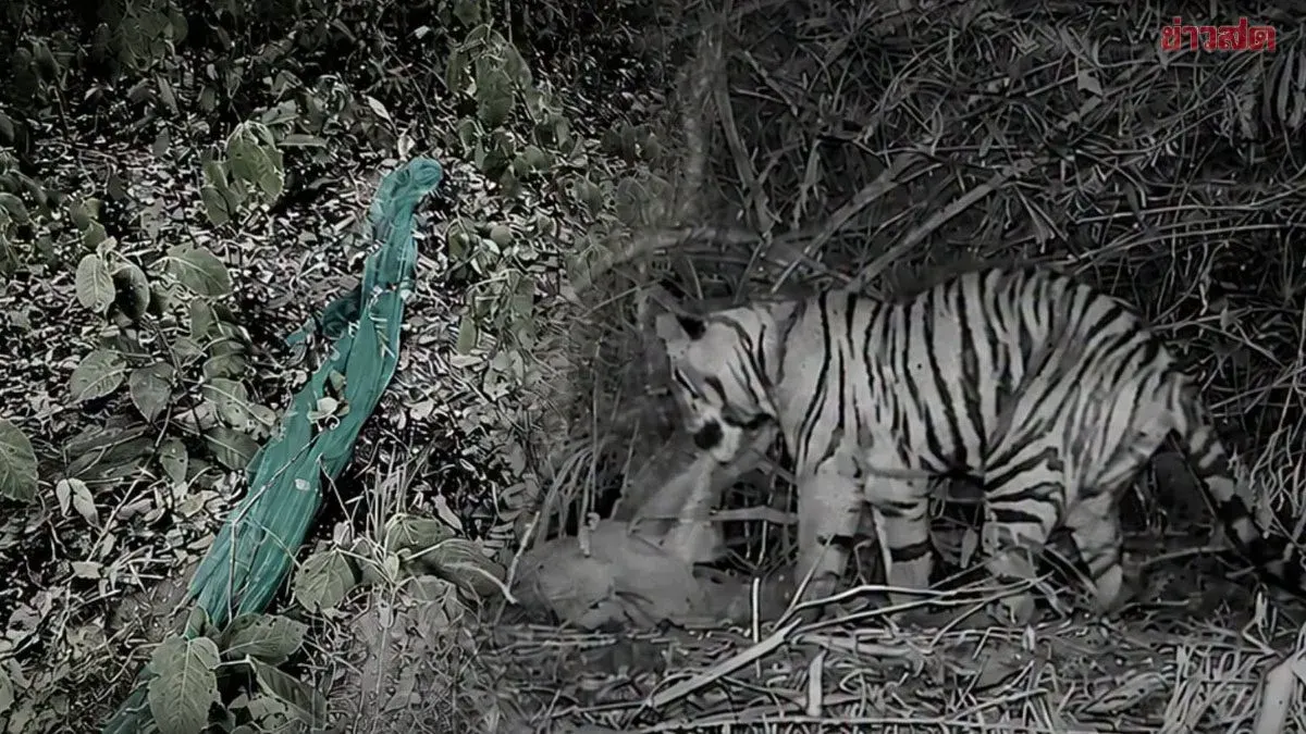 Park Service Defends Tiger Attack Verdict in Official Statement