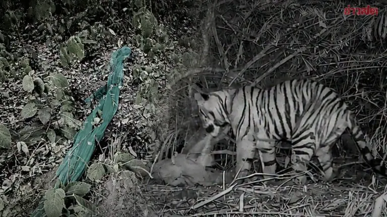 Park Service Defends Tiger Attack Verdict in Official Statement