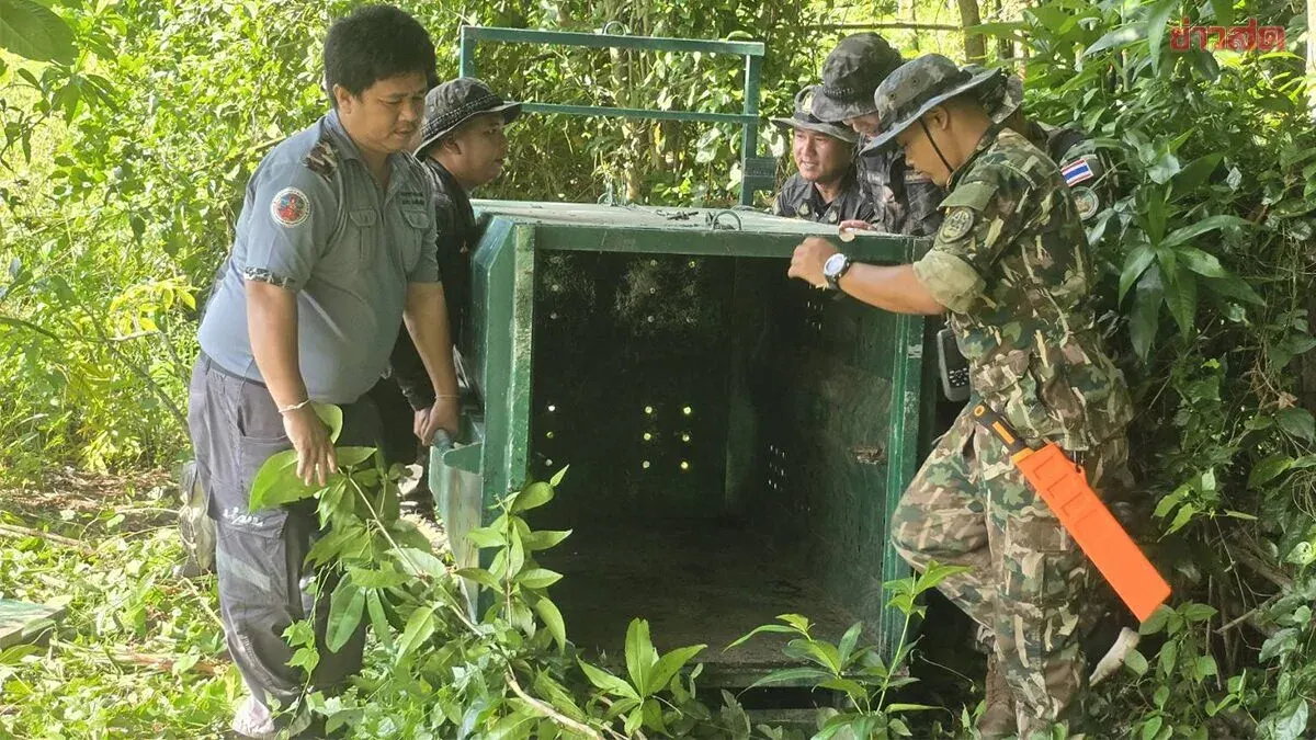 Wildlife Officers Bait Trap With Noodles, Bananas to Catch Giant Sun Bear