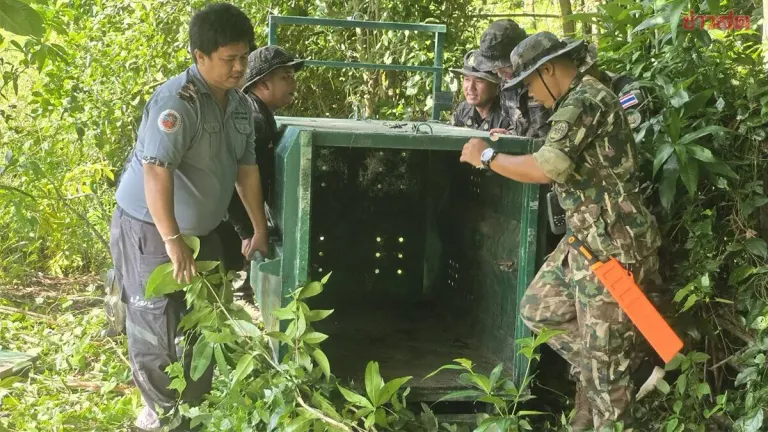 Wildlife Officers Bait Trap With Noodles, Bananas to Catch Giant Sun Bear