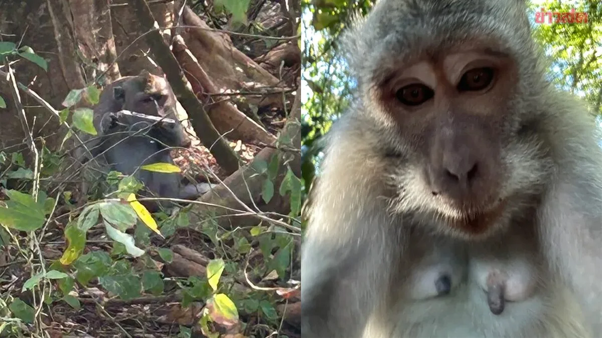 Monkey Steals Tourist's Phone, Leaves Behind Selfies