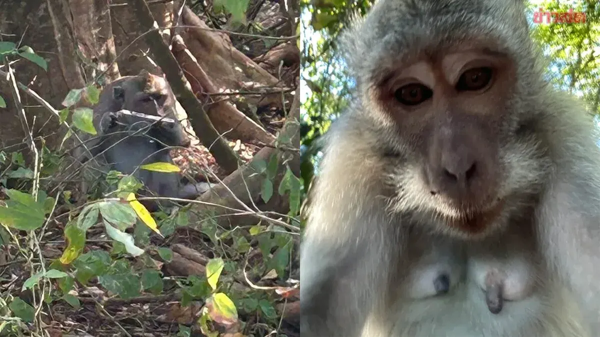 Monkey Steals Tourist's Phone, Leaves Behind Selfies
