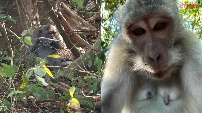 Monkey Steals Tourist's Phone, Leaves Behind Selfies