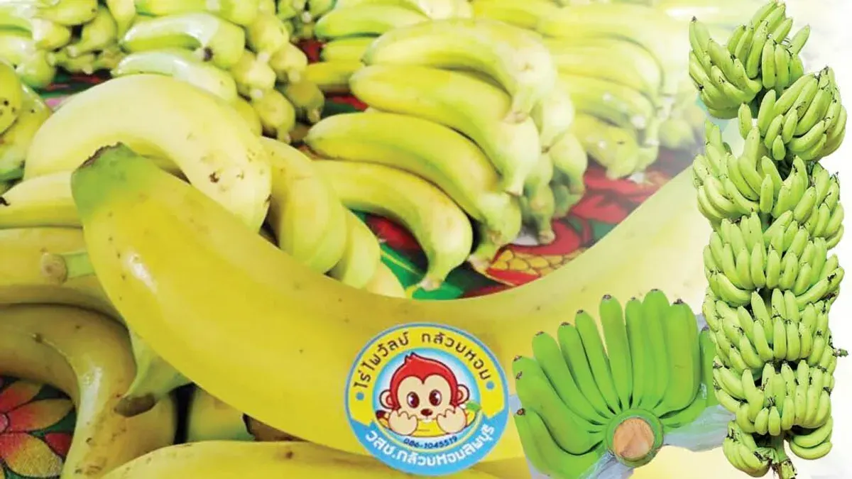 Thai Farmer Finds Success With Israeli Cavendish Bananas