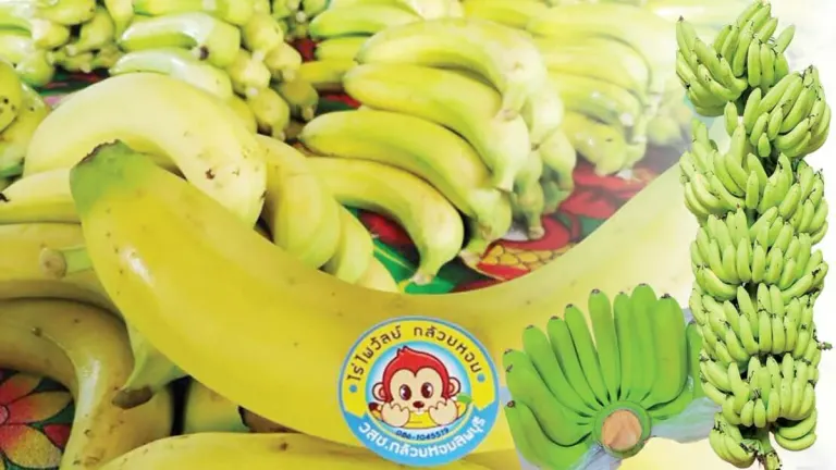 Thai Farmer Finds Success With Israeli Cavendish Bananas