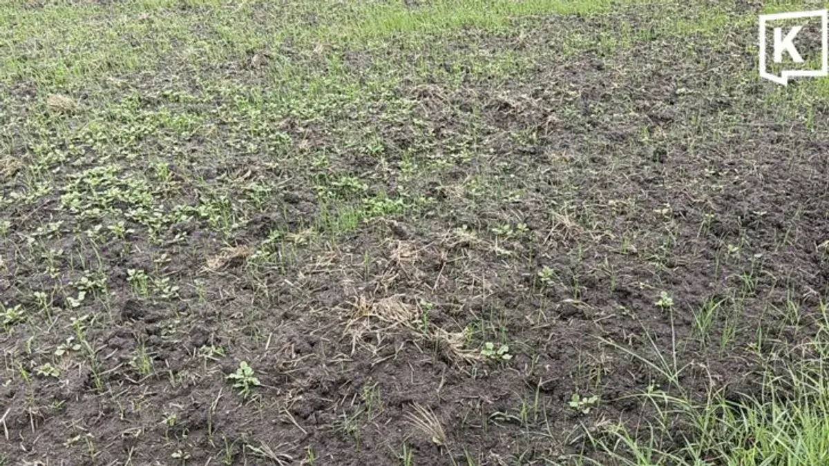 Super El Niño Drought Devastates Korat Rice Farmers